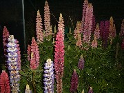 Lupinen 2005
